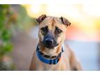 Adopt Ethel a Shar Pei / Jindo / Mixed dog in San Diego, CA (39196461)
