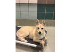 Adopt Lance a Shepherd, Siberian Husky