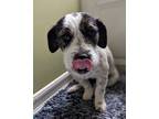Adopt Benelli a Border Terrier / Jack Russell Terrier / Mixed dog in San Diego