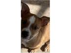 Adopt Tupac a Red/Golden/Orange/Chestnut - with White American Pit Bull Terrier