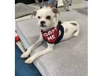 Adopt Lily Bean a White - with Tan, Yellow or Fawn Border Terrier / Italian