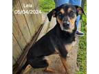 Adopt Leia a Black - with Tan, Yellow or Fawn Hound (Unknown Type) / Manchester