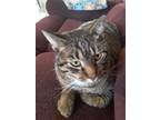 Adopt Jackson **COURTESY POST** a Brown Tabby Domestic Shorthair / Mixed cat in