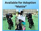 Adopt Mattie a Black Poodle (Standard) / Labradoodle / Mixed dog in Hooksett