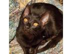 Adopt James a All Black Domestic Shorthair cat in Tecumseh, MI (40483903)