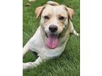 Adopt Legend a Tan/Yellow/Fawn - with White Corgi / Mixed dog in Chester