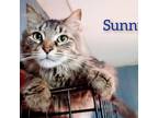 Adopt Sunny a Brown Tabby Domestic Longhair cat in Tecumseh, MI (40483880)