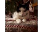 Adopt Bessie a White Domestic Shorthair cat in Tecumseh, MI (40483872)