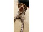 Adopt Luna a White - with Brown or Chocolate German Shorthaired Pointer / Mixed