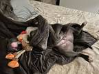 Adopt Bronx a Gray/Blue/Silver/Salt & Pepper American Pit Bull Terrier /