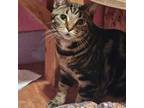 Adopt Heiress a Brown Tabby Domestic Shorthair cat in Tecumseh, MI (40483848)
