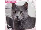 Adopt Cambridge a Gray or Blue (Mostly) Domestic Shorthair cat in Toms River