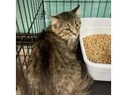 Adopt Wreck-It Ralph a Domestic Long Hair