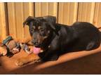 Adopt CAESAR a Pit Bull Terrier, Rottweiler