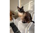 Adopt Bella a Brown or Chocolate Siamese / Mixed (short coat) cat in Edmond