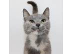 Adopt Ashley a Tortoiseshell Domestic Shorthair cat in Martensdale