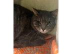 Adopt Cecilia a Gray or Blue Domestic Shorthair / Mixed cat in Pittsburgh