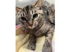 Adopt Tegan a Brown Tabby Domestic Shorthair / Mixed cat in Pittsburgh