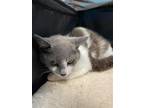 Adopt Sara a Gray or Blue (Mostly) Domestic Shorthair / Mixed cat in Pittsburgh