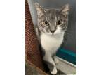 Adopt Charlotte a Gray or Blue (Mostly) Domestic Shorthair / Mixed cat in