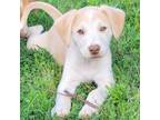 Adopt Chaney a Beagle