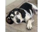 Adopt Chipper a Beagle