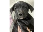 Adopt Pricilla a Black - with White Labrador Retriever / Mixed dog in Memphis
