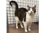 Adopt Leonardo DeCatrio a Domestic Shorthair / Mixed (short coat) cat in