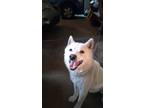 Adopt POLAR a White Shiba Inu / Mixed dog in Colorado Springs, CO (41466256)