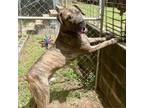 Adopt Little Foot a Great Dane