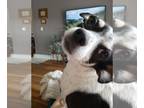 Rat Terrier Mix DOG FOR ADOPTION RGADN-1243460 - Gracie May - Rat Terrier /