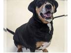 Coonhound Mix DOG FOR ADOPTION RGADN-1243464 - Mable - Coonhound / Mixed (short