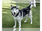 Siberian Husky DOG FOR ADOPTION RGADN-1243465 - King - Siberian Husky (long