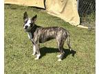 Adopt Beta a Brindle - with White Dutch Shepherd / Mixed dog in Newport