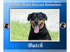 Rottweiler Mix DOG FOR ADOPTION RGADN-1243469 - Butch - Rottweiler / Mixed