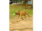 Adopt FRANK a Pit Bull Terrier, Mixed Breed