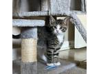 Adopt Paddy a Tiger Striped Domestic Shorthair cat in Tampa, FL (41466268)