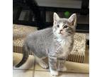 Adopt Ireland a Domestic Mediumhair cat in Tampa, FL (41466267)