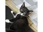 Adopt Finnegan a Domestic Shorthair cat in Tampa, FL (41466265)
