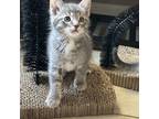 Adopt Clover a Gray, Blue or Silver Tabby Domestic Shorthair cat in Tampa