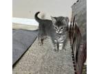 Adopt Emerald a Tiger Striped Domestic Shorthair cat in Tampa, FL (41466262)