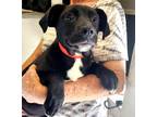 Adopt Krystal~meet me~ a Black - with White Boston Terrier / Boxer / Mixed dog