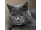 Adopt Roc a Domestic Short Hair