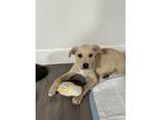 Adopt Bindo a Tan/Yellow/Fawn Labrador Retriever / Mixed dog in San Diego