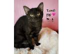 Adopt Zendaya a All Black Domestic Shorthair / Domestic Shorthair / Mixed cat in