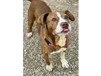 Adopt Joey Chestnut a Brown/Chocolate Boxer / Beagle / Mixed dog in