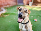 Adopt Mars a Tan/Yellow/Fawn Plott Hound / Mixed dog in Phoenix, AZ (39961237)
