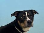 Adopt Nova a Black Husky / Hound (Unknown Type) / Mixed dog in Woodbury