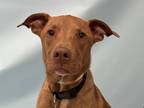 Adopt Wizard a Tan/Yellow/Fawn Labrador Retriever / Mixed dog in Woodbury
