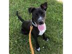 Adopt DIRK a Black Australian Cattle Dog / Mixed dog in Slinger, WI (41438880)